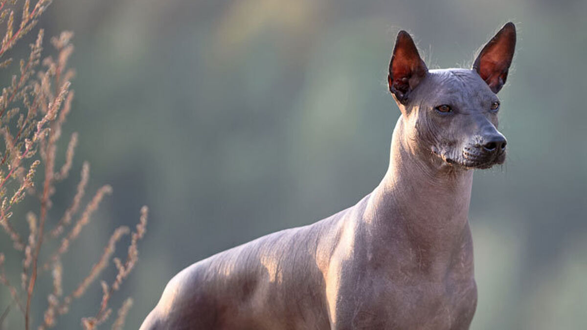 La importancia de los perros en el Día de los Muertos La importancia de los perros en el Día de los Muertos